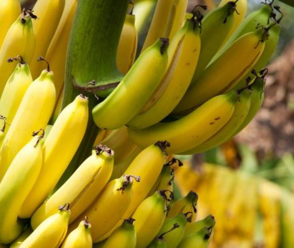 Half of the bananas that are exported from Colombia leave the Caribbean