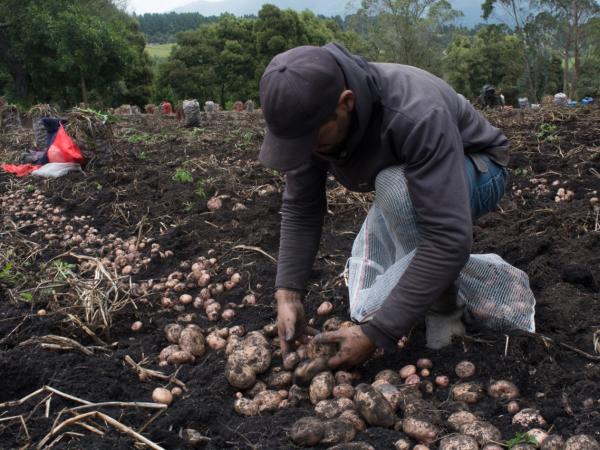 Agriculture in Colombia