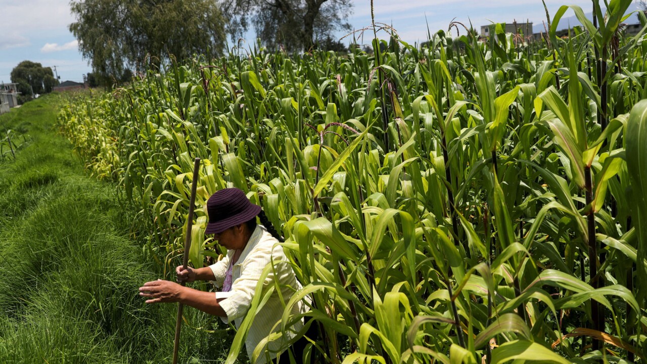 Mexico projects higher corn production by the end of 2023