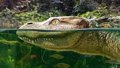 New extinct species of Asian alligator identified