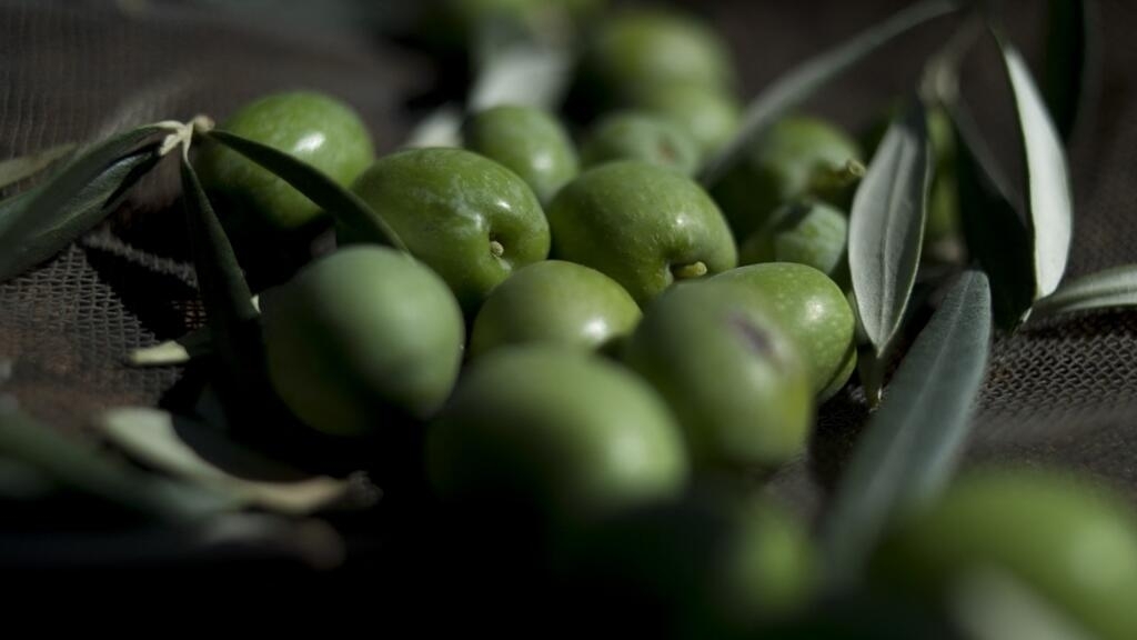 The European Union and the US clash at the WTO over Spanish olives