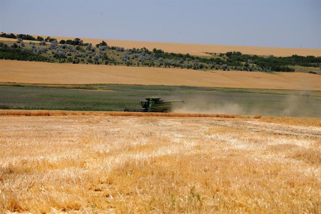 Grain field in Odessa, Ukraine.