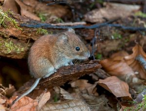 They investigate hantavirus in humans in Chile