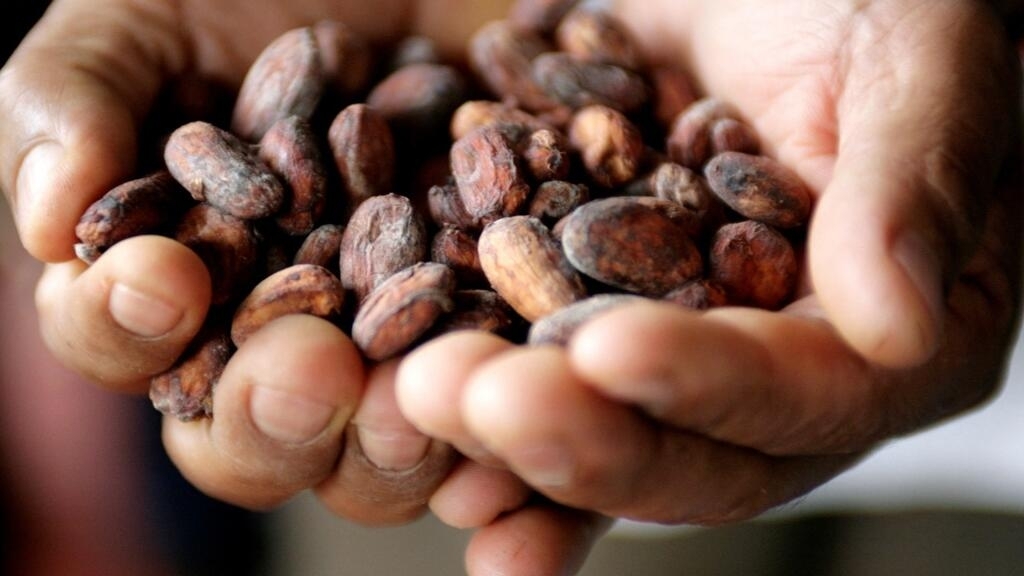 Bittersweet flavor: record cocoa makes chocolate more expensive, but the 'boom' will take time to reach producers