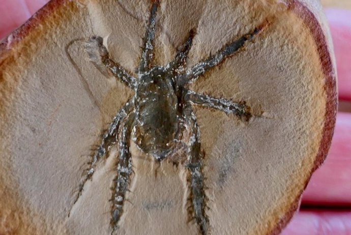 Fossilized Douglassarachne Acanthopoda, Known For Its Spiny, Armored Legs, Could Look Like Modern Harvest Spiders, But With A More Experimental Body Plan.