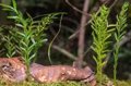 A small fern breaks the record for the largest genome on Earth