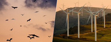 Spain's bats live in uncertain times.  The reason, according to the CSIC: the wind turbines