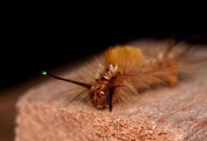 Vaporizer moth caterpillar measured with the laser Doppler vibrometer.