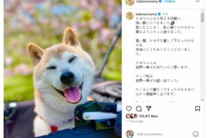 Atsuko Sato confirms death of Kabosu, dog that inspired the Doge meme