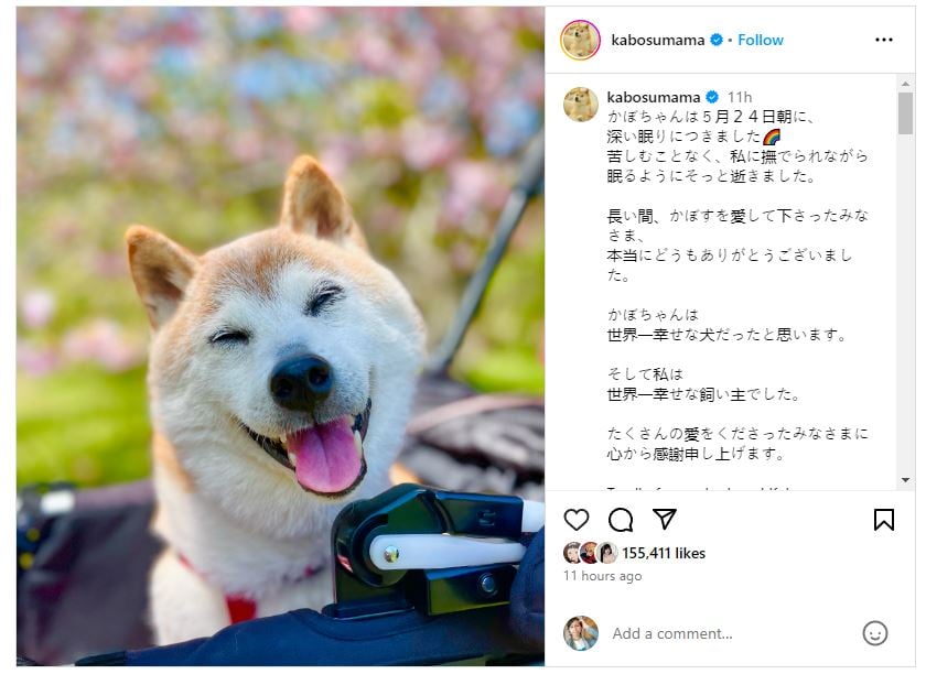 Atsuko Sato confirms death of Kabosu, dog that inspired the Doge meme