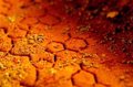 Molecules essential for life can adapt to Mars brines