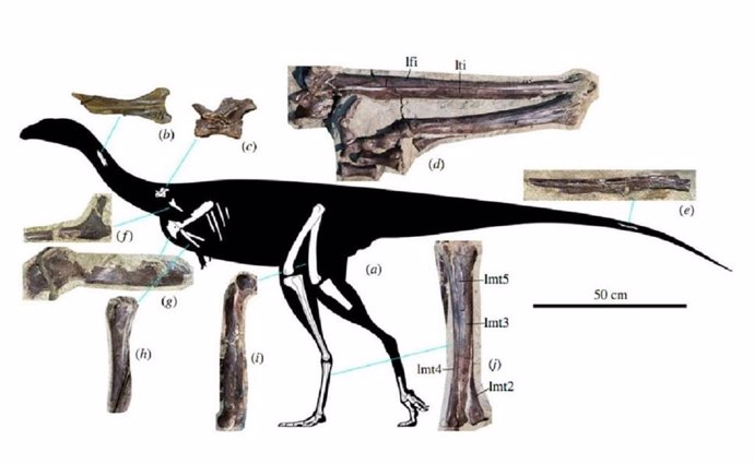 Reconstruction of the species Kiyacursor longipes with skeletal fragments found in the locality of Shestakovo