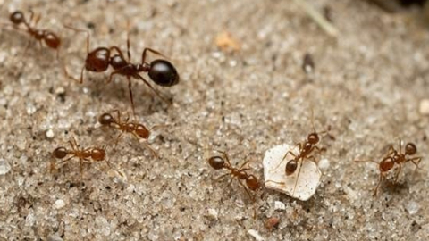 The world's deadliest ant enters Europe