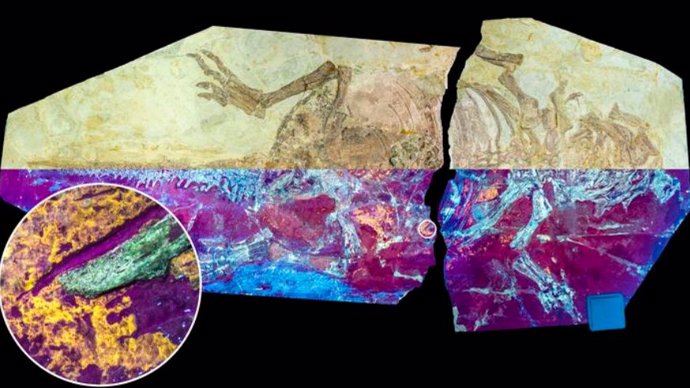 Dinosaur specimen NJUES-10 was studied under natural (top half) and ultraviolet (bottom half) light showing the yellow-orange fluorescence of the fossil skin.