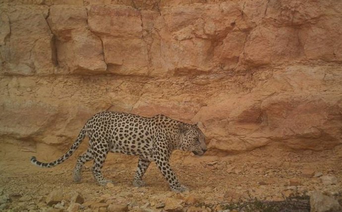 Arabian leopard