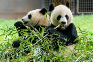 Washington National Zoo to receive two new giant pandas from China by the end of the year