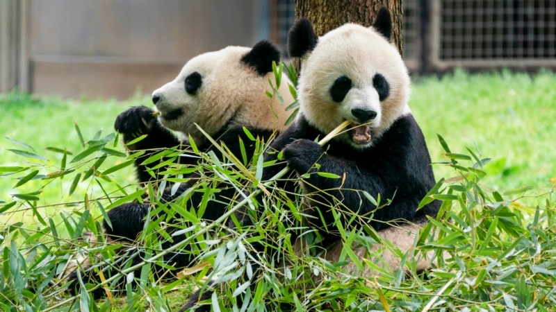 Washington National Zoo to receive two new giant pandas from China by the end of the year