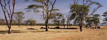 The Sahara was for a long time an orchard.  Now we better understand how it became a desert