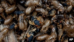 Live cicadas, packed with exoskeletons, at the Morton Arboretum, Friday, May 24, 2024, in Lisle, Illinois.