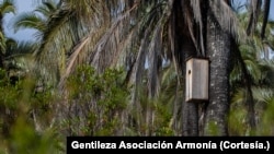 A nest box installed in El Palmar.