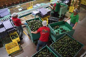 Cilantro, avocado and egg through the roof?  Blame it on the drought and crime