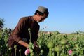 Decline of Afghan opium may lead to increased demand for dangerous alternatives, UN says