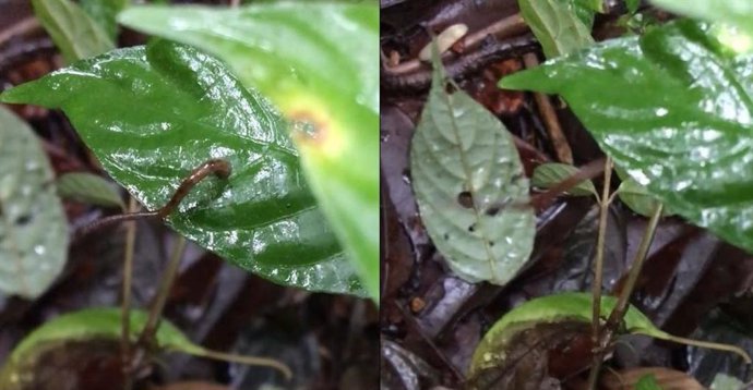 By coiling its body (left), the leech builds up energy to launch itself forward (right).