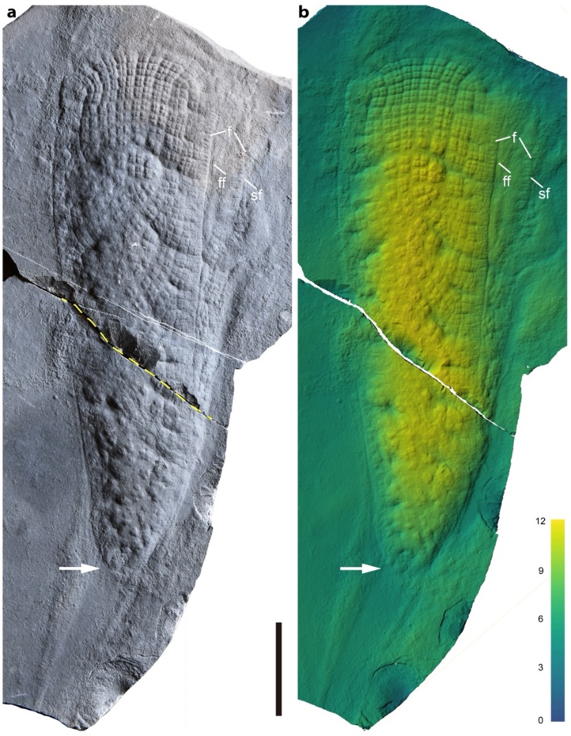 Fossil sponges may be the 'Rosetta stone' of animal evolution