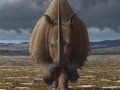 Humans contributed to the end of the woolly rhinoceros 10,000 years ago