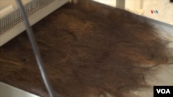 A single kilogram of hair mitigates 2.8 kilograms of carbon dioxide.  PHOTO: Johan Reyes, VOA.