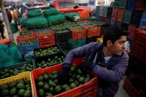 Mexico loses 7.6 million dollars a day by stopping exporting avocado from Michoacán to the US