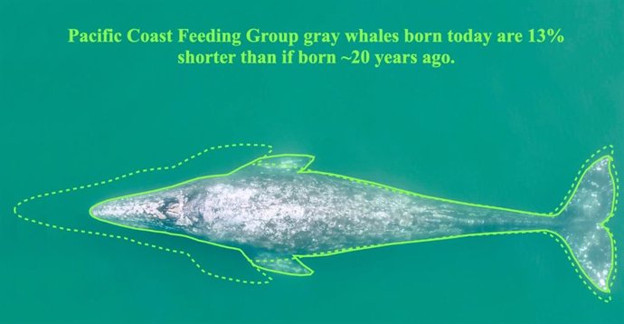 Scheme showing the decrease in length between an adult gray whale in the studied area born before 2000 and a gray whale born in 2020