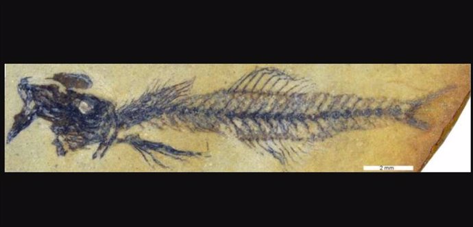 Fossil fish of the new genus Simpsonigobius