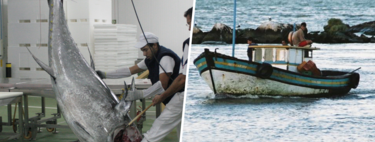 We have found 1,000 kilos of rotten tuna floating near Mallorca.  It's not the first time it happens nor will it be the last.