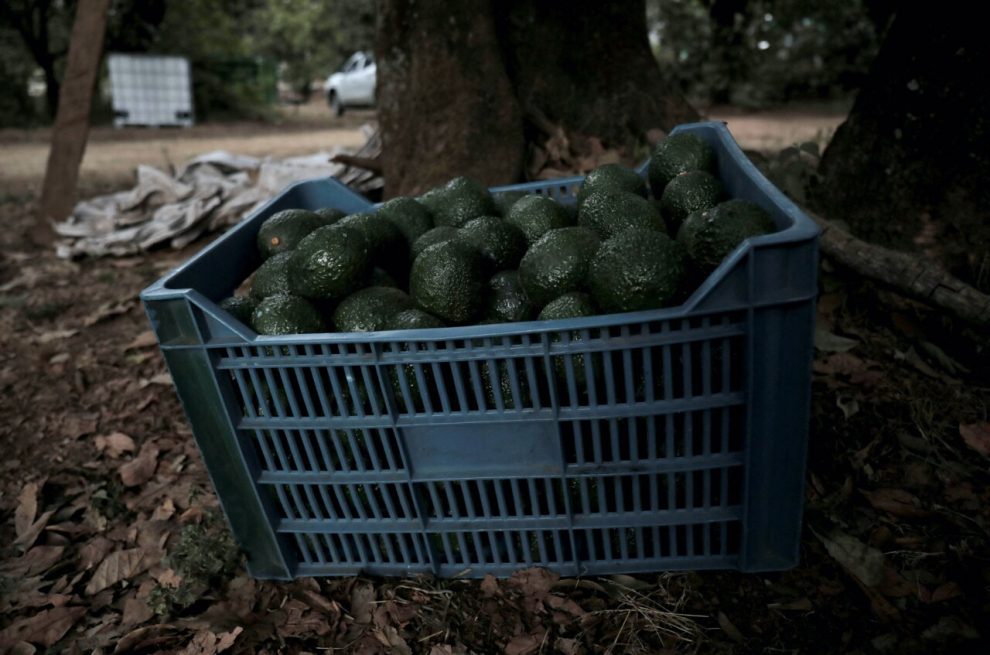 The US will gradually restart avocado inspections in Michoacán: Ken Salazar