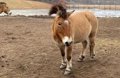 The genome of the last wild horse species sequenced