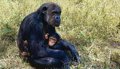 The heart also marked differences between humans and other apes