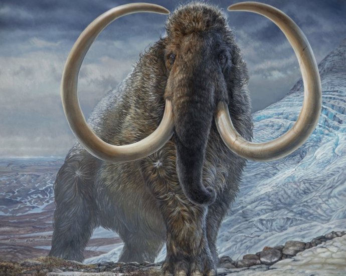 File - An adult male woolly mammoth