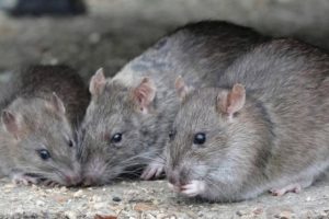 They report the presence of dozens of rats in the financial center sector in Bogotá