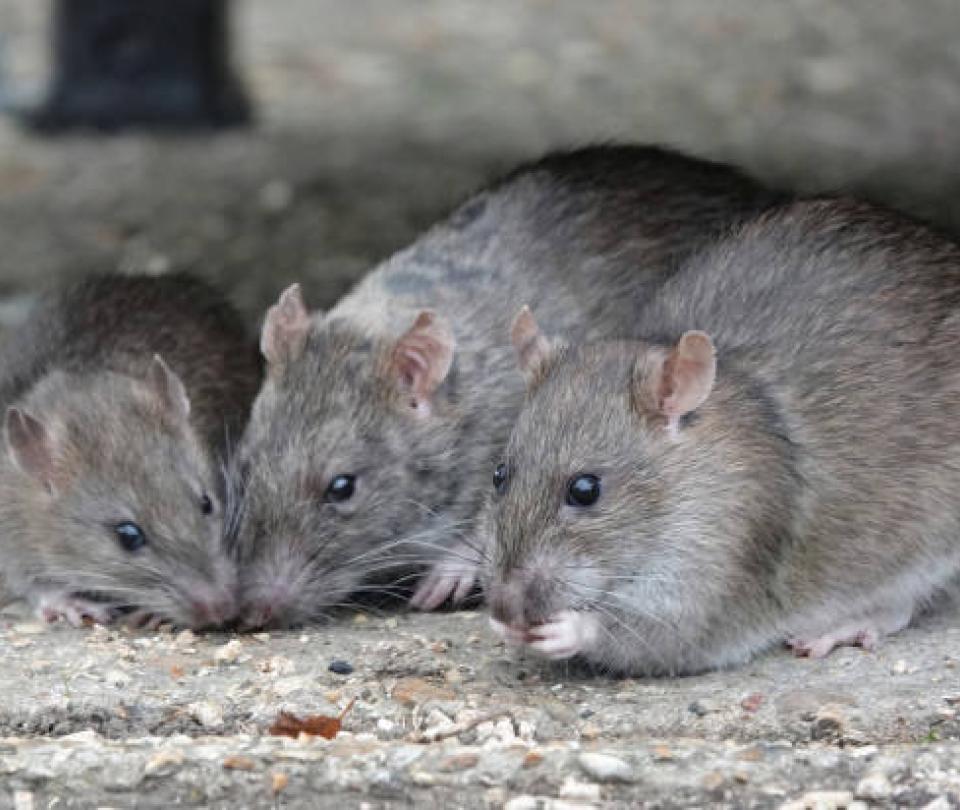 They report the presence of dozens of rats in the financial center sector in Bogotá