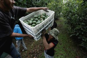 US suspends import of avocado from Michoacán due to security incident