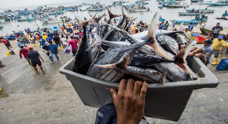 Fresh fish from the Santa Rosa de Salinas fish farming cooperative, Ecuador