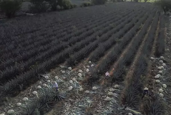 MEXICO-ECONOMY-AGRICULTURE-AGAVE-TEQUILA