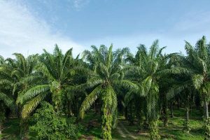 Palm oil