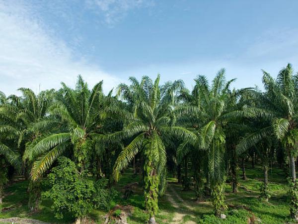 Palm oil