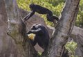 Chimpanzee gesture exchanges share similar turn-taking patterns to human conversations