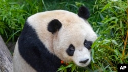 This photo provided by the San Diego Zoo Wildlife Alliance shows giant panda Yun Chuan, a nearly 5-year-old male, on Wednesday, July 3, 2024, in San Diego.