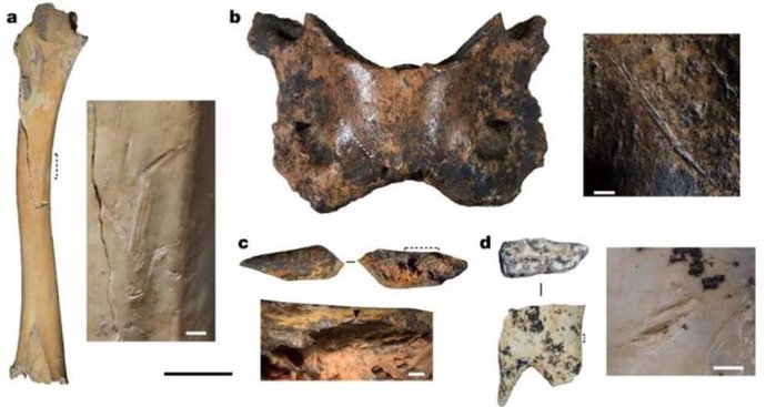 Examples of anthropogenically modified fauna specimens and bone tools.