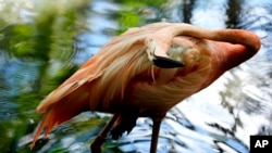 A flamingo in the shade at the West Palm Beach Zoo in Florida on July 18, 2024.