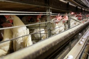 Health officials confirm new cases of bird flu in 4 Colorado poultry workers